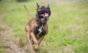 Amstaff rzucił się na 7-latka. To już trzeci atak tego samego psa