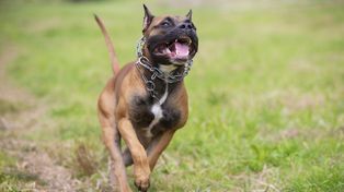 Amstaff rzucił się na 7-latka. To już trzeci atak tego samego psa