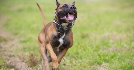 Amstaff rzucił się na 7-latka. To już trzeci atak tego samego psa