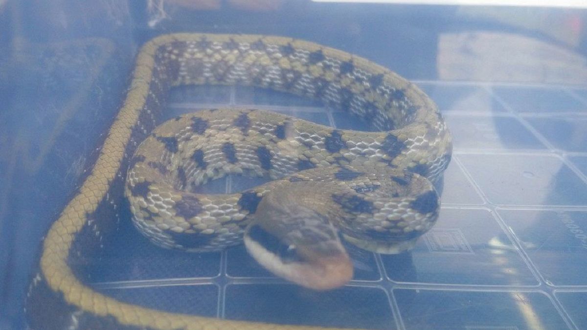 Wąż chiński znaleziony w mieszkaniu na poznańskim osiedlu 