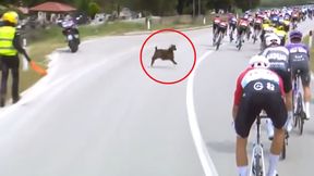 Kolarz najadł się strachu. Tylko spójrz, co go zaatakowało