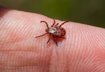 Ten zapach odstraszy kleszcze. Wystarczy, że wsmarujesz w kostki