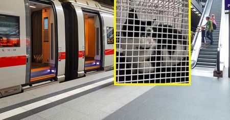 O kocie, który jeździł koleją. Zwierzę dojechało do Hamburga