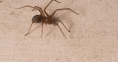 Chilijski pustelnik dotarł do Europy. Jego jad może powodować martwicze rany skóry