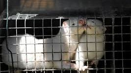 Zakaz hodowli zwierząt futerkowych. Czy czeka nas rewolucja w przepisach?