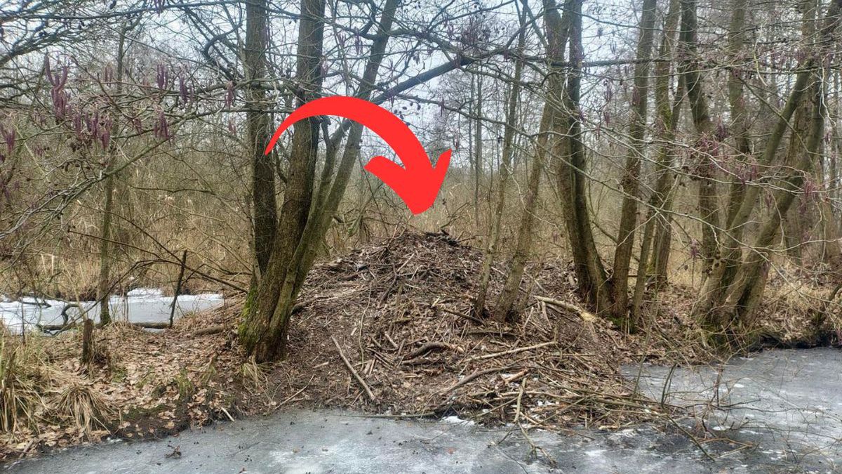 Leśnicy pokazali niezwykłe "dzieło" w lesie