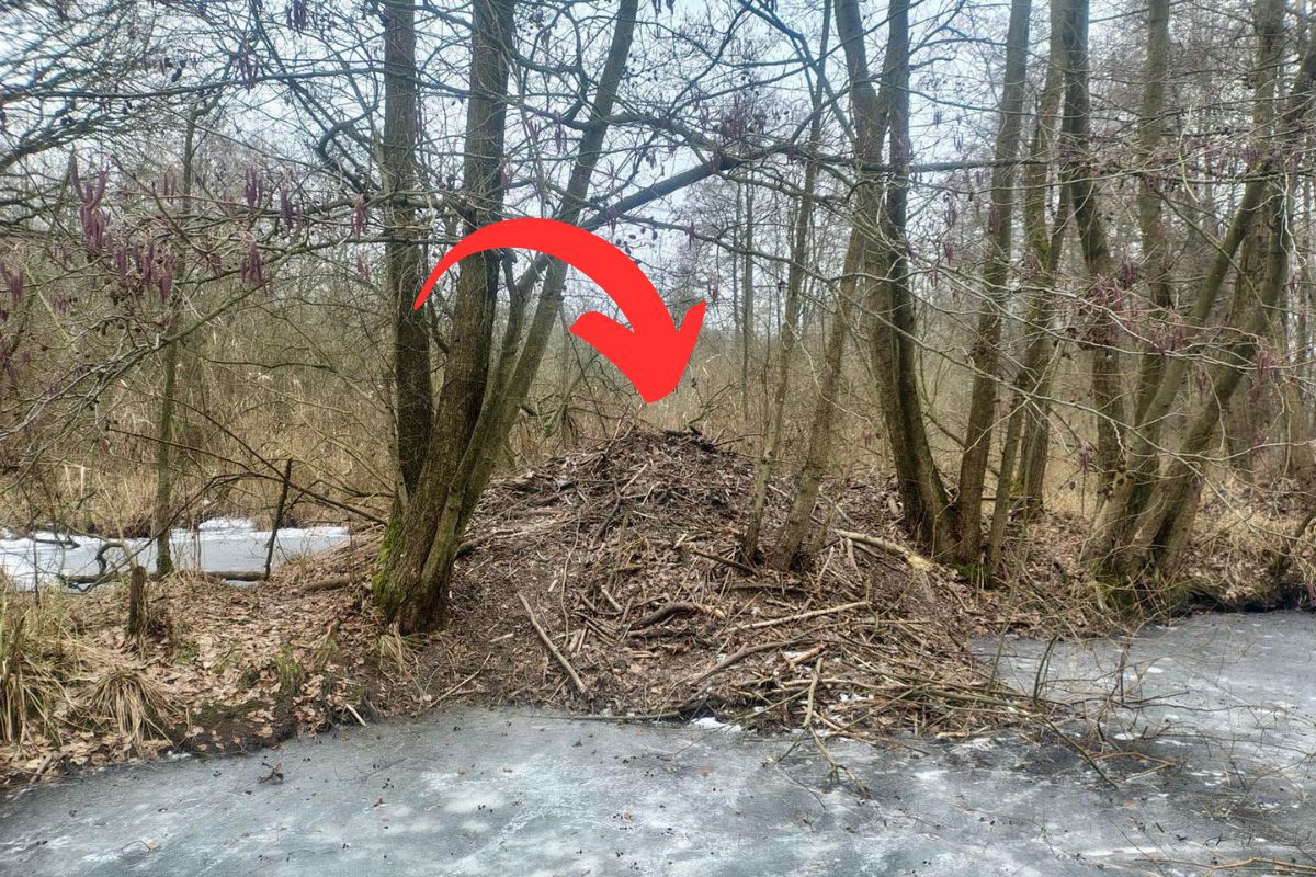 Zobaczyli coś dziwnego. Leśnicy są zaskoczeni. "Ogromne"