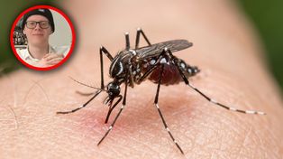 Włochy. 21-latka ukąsił komar. Gwałtowne powikłania doprowadziły do zgonu