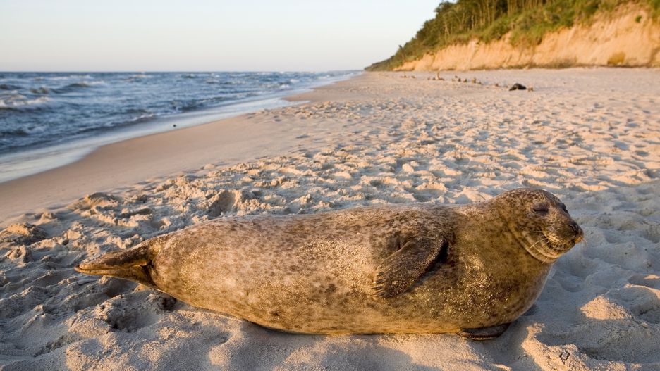 Foki nie mogą w spokoju odpoczywać na plaży. Turyści nagminne "rzucają się na nie", by zrobić im zdjęcie