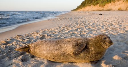 Wakacje 2020. Turyści fotografują foki na plaży, zamiast dać im spokój