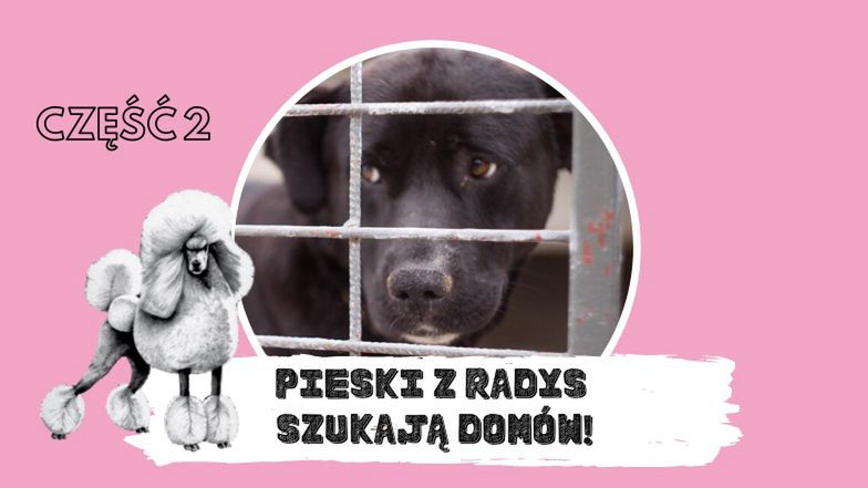 Pudelek szuka domów dla psów ze schroniska w Radysach - część II