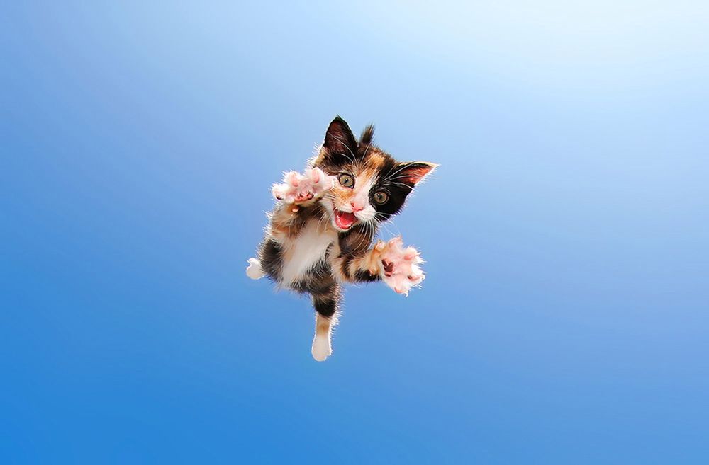 Te małe adoptowane kotki umieją latać! Oto nowy cykl Setha Casteela 3