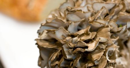 Surowe grzyby Maitake