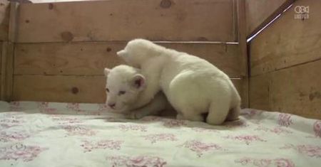 Dwa młode białe lwiątka zadebiutowały w zoo w Belgradzie