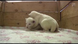 Dwa młode białe lwiątka zadebiutowały w zoo w Belgradzie