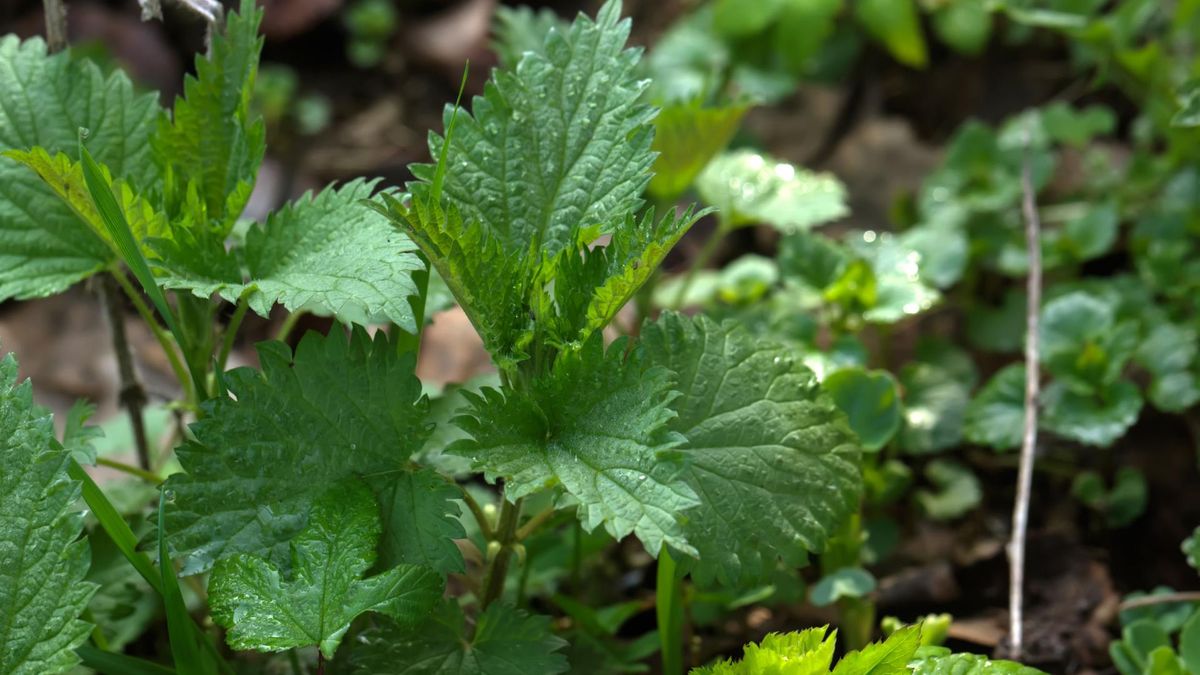 Poparzenie pokrzywą wywołuje pieczenie