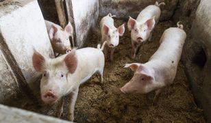 20 razy więcej świń niż ludzi. Mieszkańcy Przyborowa kłócą się o trzodę