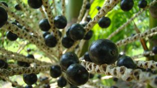 Jedz regularnie ten owoc. Skóra będzie wyglądała lepiej niż po drogich kosmetykach