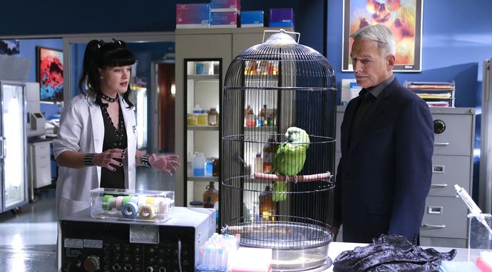 Agenci NCIS 14