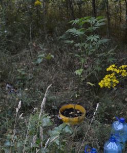Plantacja konopi indyjskich w środku lasu. 20-latkowie z zarzutami