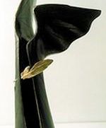 Nominacje do nagrody NIKE