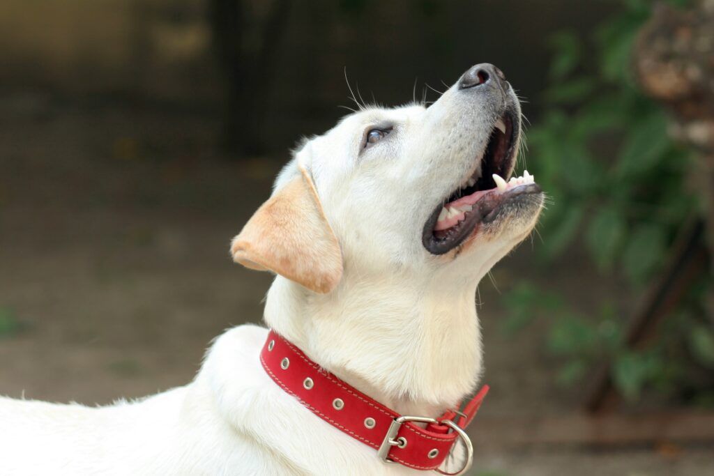 labrador w czerwonej obroży