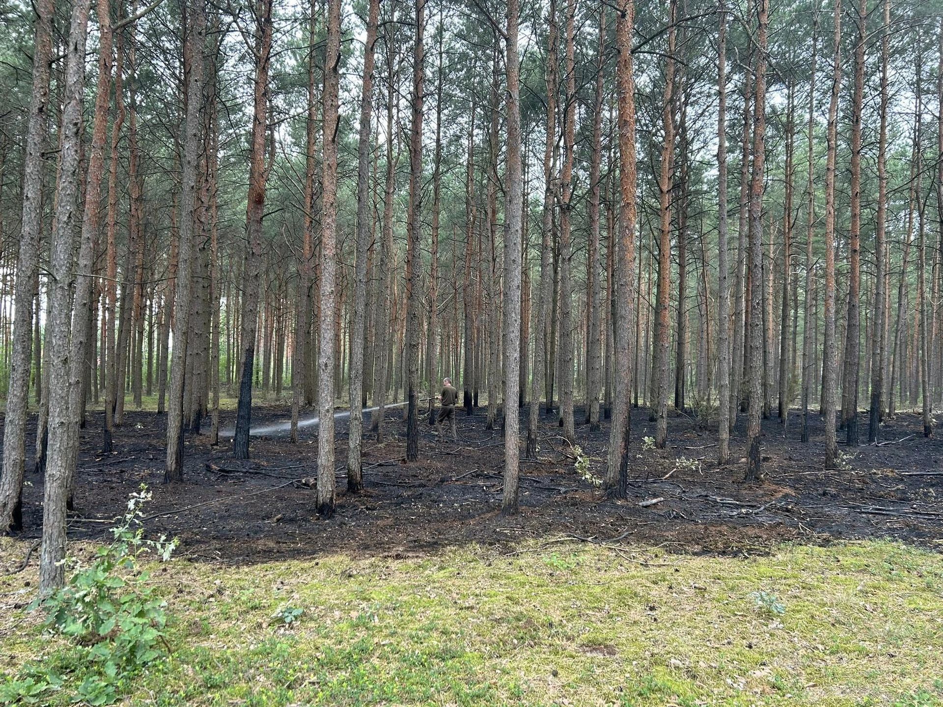 Pożary lasów