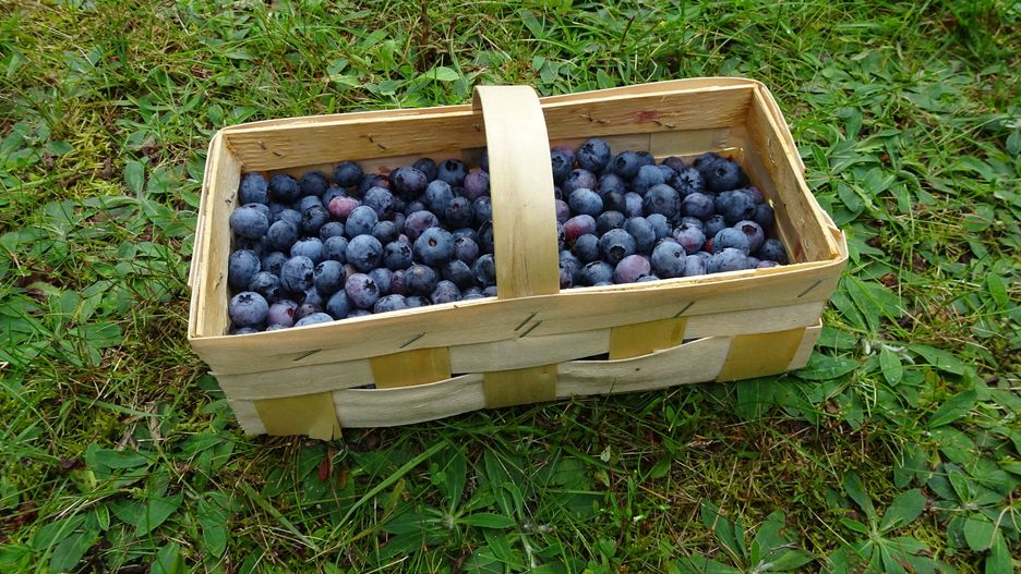 Wietnamski rynek otwiera się na polskie borówki