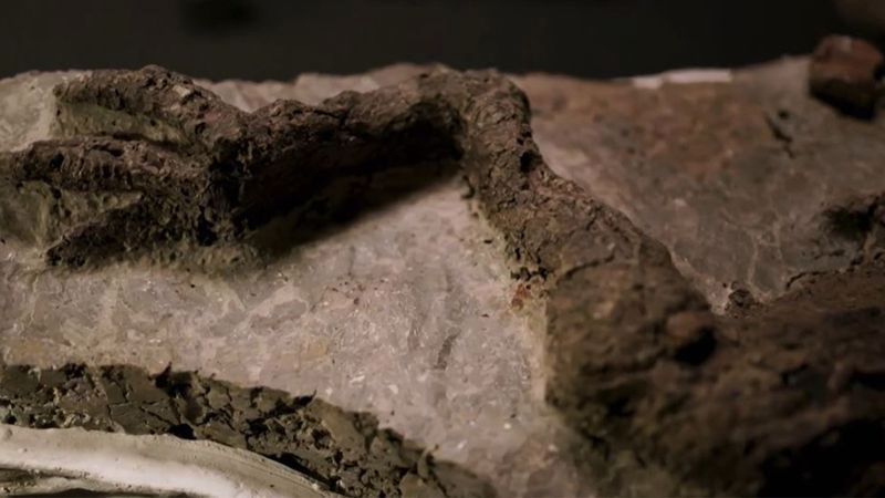 Zginął od uderzenia asteroidy. Badacze przyznają: to pierwsze takie odkrycie w historii