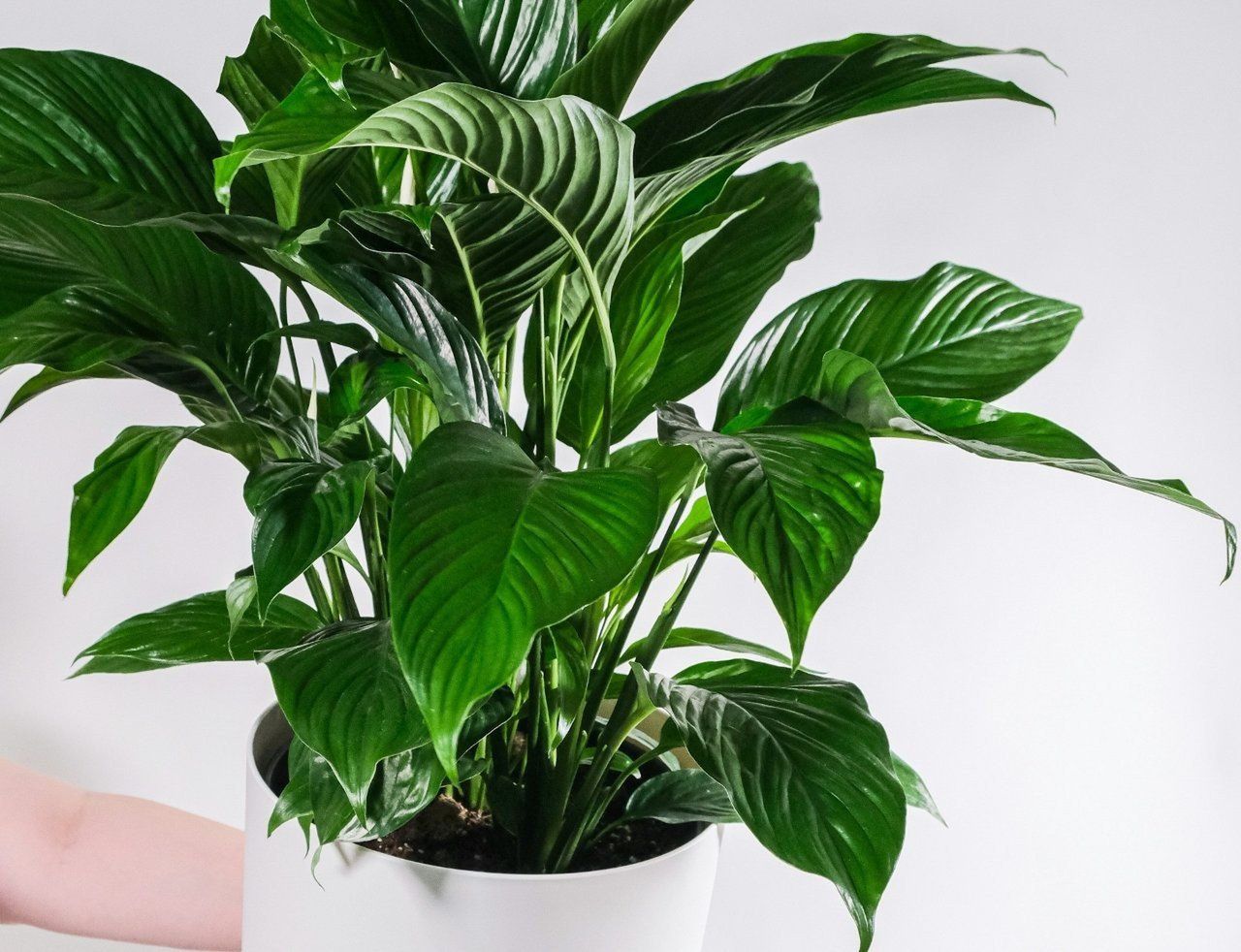 Fusy z kawy - delikatne zakwaszenie i mikroelementy