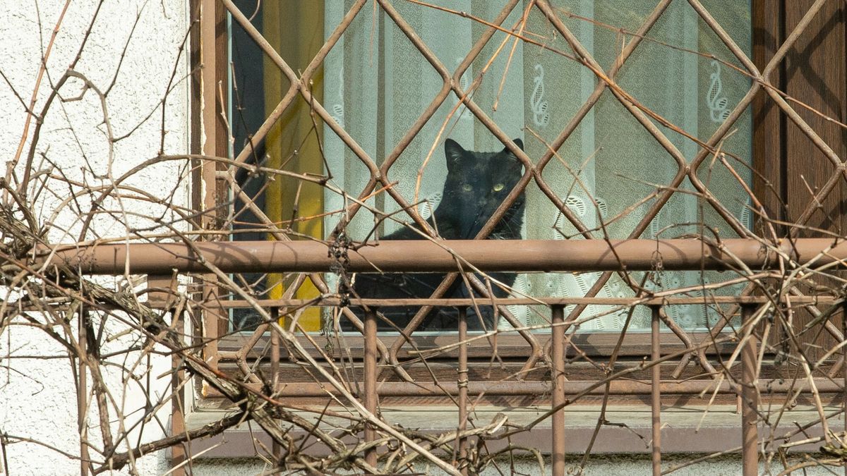 Kot Jarosława Kaczyńskiego pilnuje domu przy ulicy Mickiewicza

