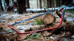 Zmiany w przepisach dotyczących wycinki drzew – krótsze terminy i mniej biurokracji