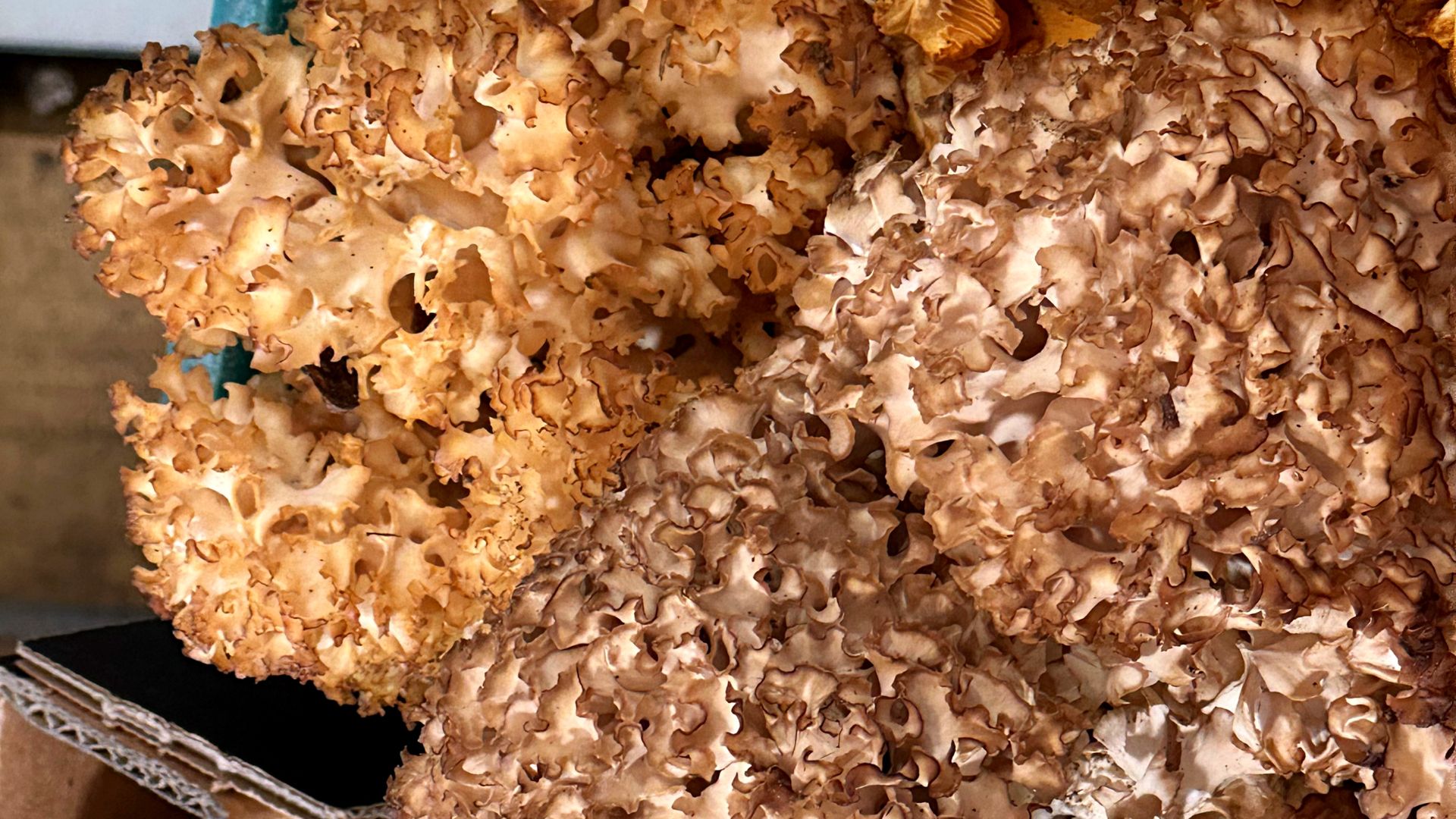 Siedzuń sosnowy świetnie zastępuje mięso w daniach wegetariańskich.