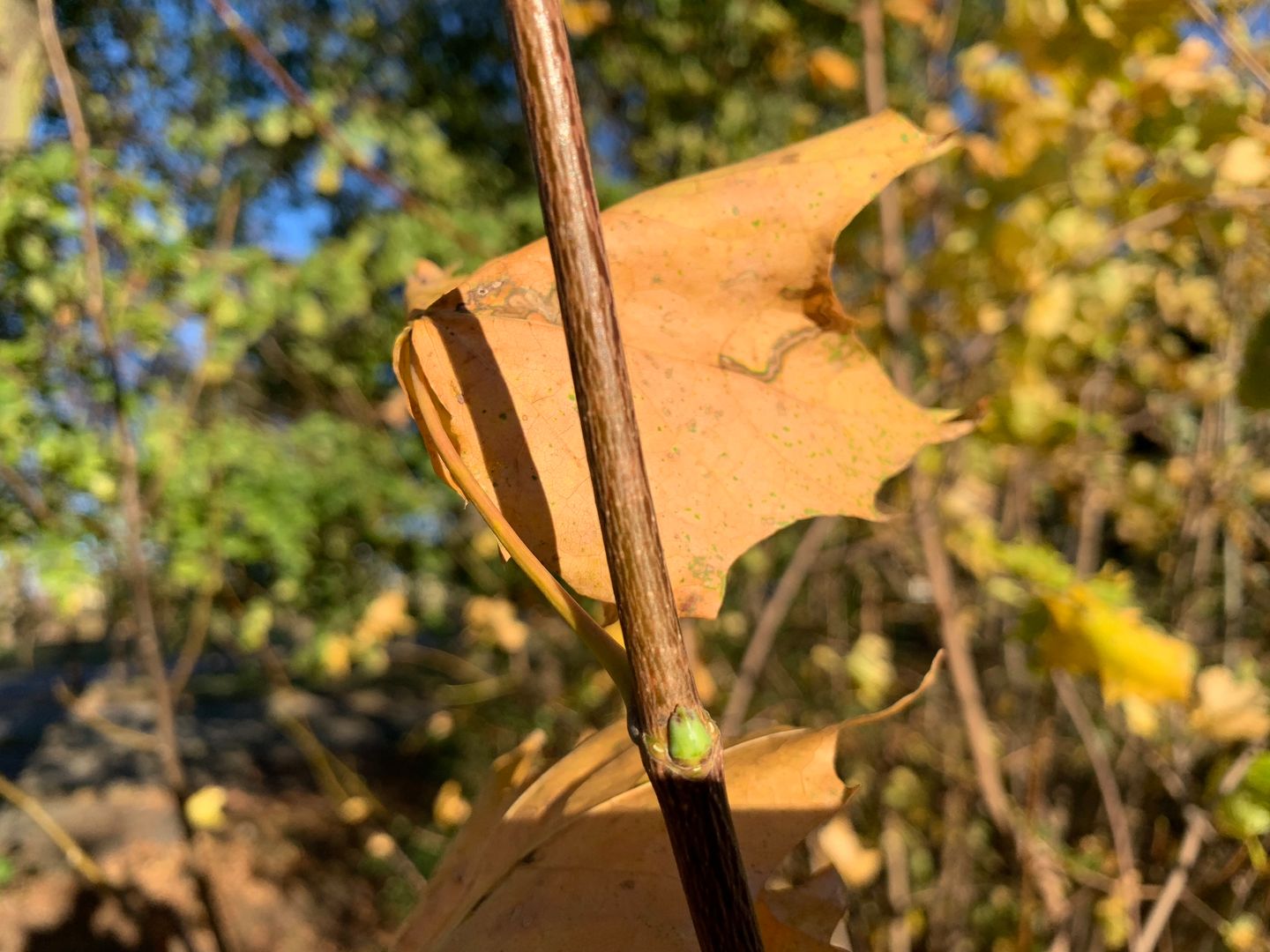 iPhone XS Max, czyli więcej tego samego, ale drożej [TEST] 39