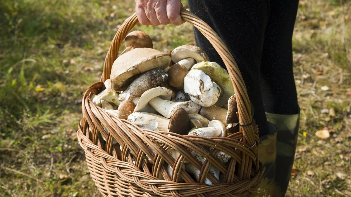 Najbardziej trujące grzyby w polskich lasach. Mogą doprowadzić nawet do zgonu