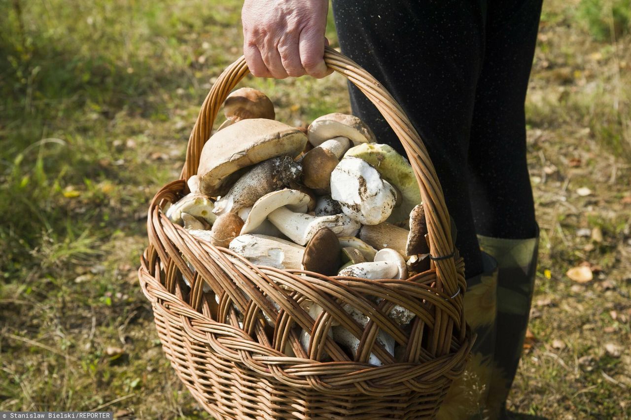 Najbardziej trujące grzyby w polskich lasach. Mogą doprowadzić nawet do zgonu