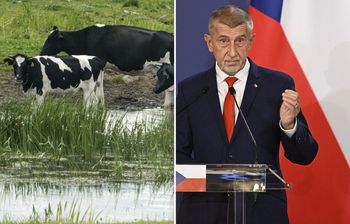 Strategiczne stado krów zamiast konserw. Plan rządu Czech nie wypali?