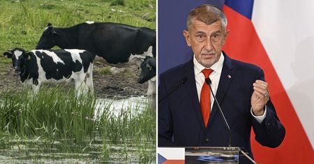 Rząd Czech chce stworzyć strategiczne stado krów. Jest problem