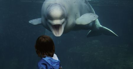 USA. Park wodny udostępnił niezwykłe nagranie badania USG wielorybicy
