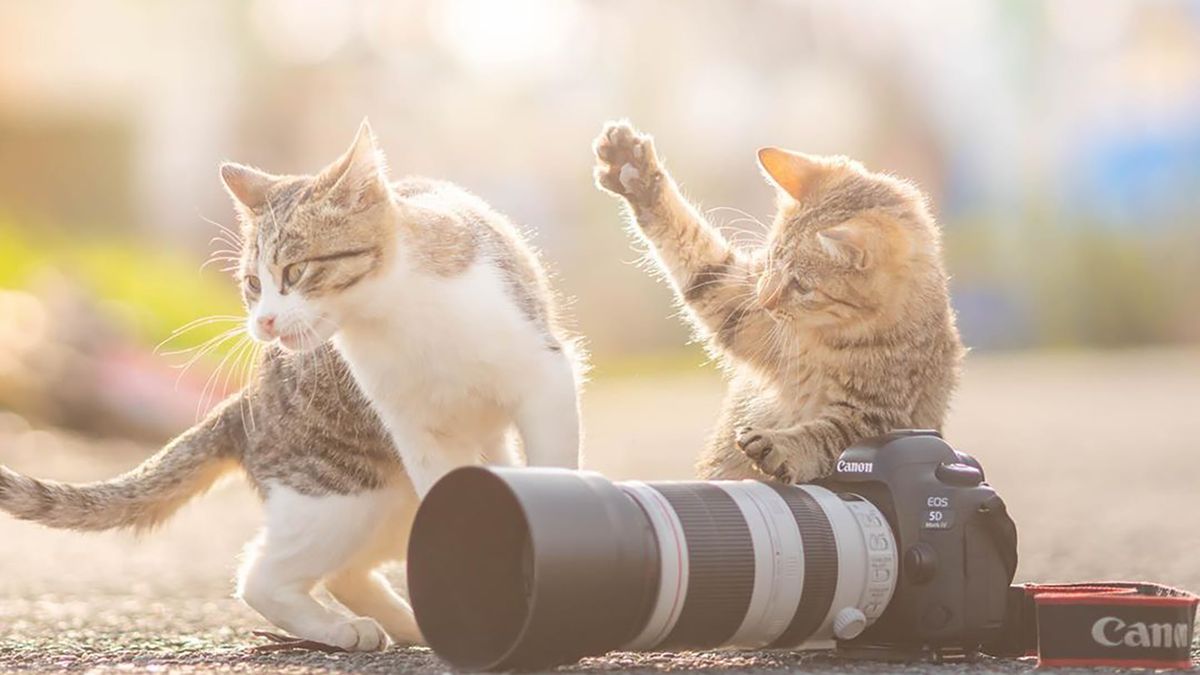 Urocze zdjęcia kociaków-fotografów "zrobią ci dzień" 1