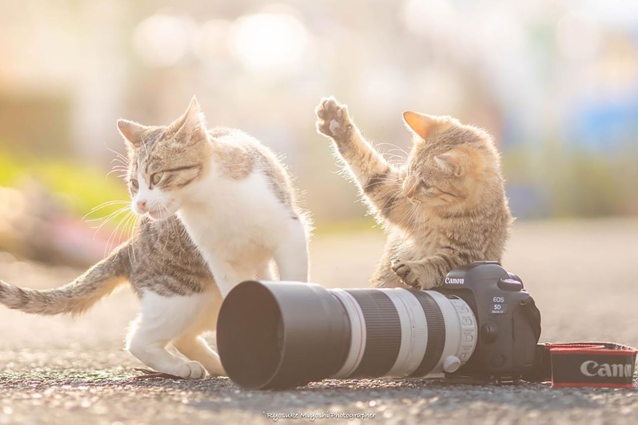 Urocze zdjęcia kociaków-fotografów "zrobią ci dzień"