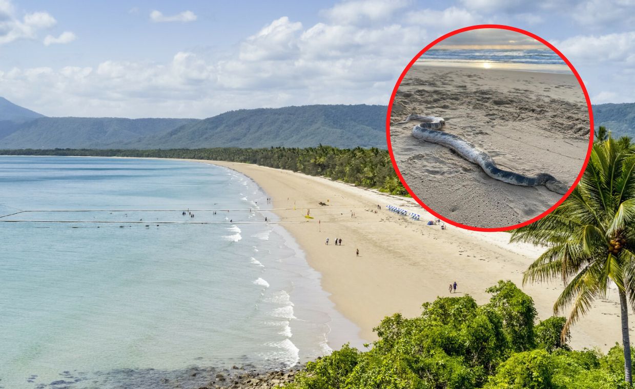 Turyści byli przerażeni. Idąc na plaży spotkali potwora morskiego