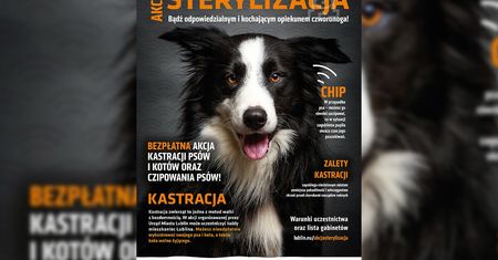 Ostatnia bezpłatna akcja sterylizacji i kastracji psów i kotów. Zwierzęta będą też czipowane