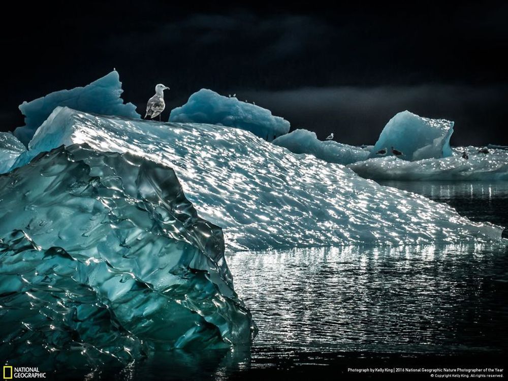 Fotografie natury, która nie przestaje zachwycać. Oto finałowe prace konkursu National Geographic Nature Photographer of the Year 2016 10