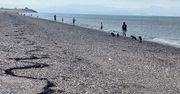 Miliony ryb nagle wyskoczyły z wody. Plaży niemal nie było widać