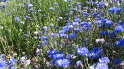 Bławatek - właściwości lecznicze i zastosowanie