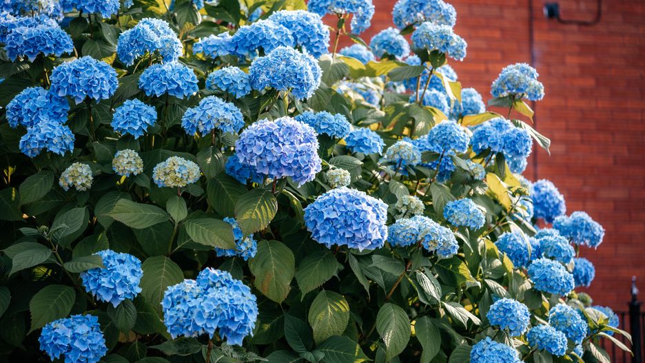 Blue hydrangea flowers bush in the summer garden
Blue hydrangea flowers bush in the summer garden, growing blue hydrangeas
hydrangea, blue, flower, garden, blossom, background, design, floral, summer, nature, leaf, spring, beautiful, violet, green, park, fresh, white, beauty, bush, colorful, color, closeup, plant, blooming, light, flora, bloom, acidic, soil