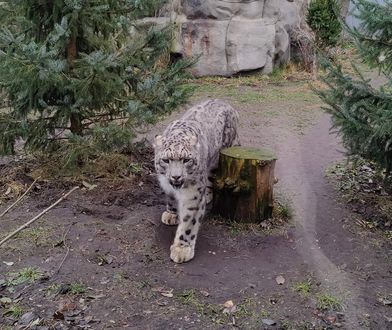 Warszawskie zoo w żałobie. Zmarła pantera po powikłaniach COVID-19