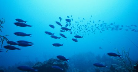 Ludzkość zniszczyła oceany. Eksperci biją na alarm