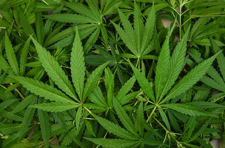 Marihuana przedmiotem studiów na kolejnej uczelni w Polsce